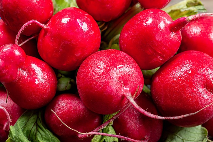 Close-up of fresh red radishes with green leaves