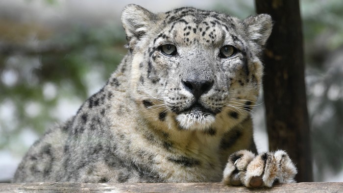 Snow leopard looking forward