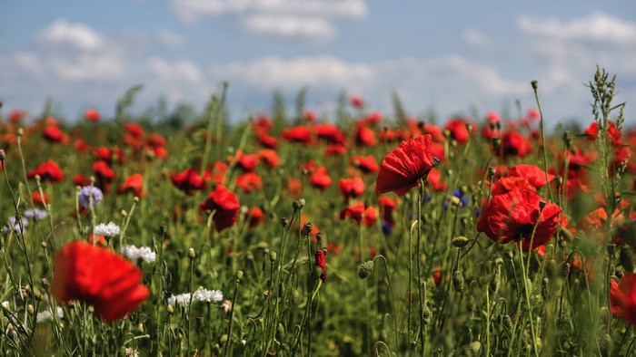 4K Field of Red Poppies and Wildflowers