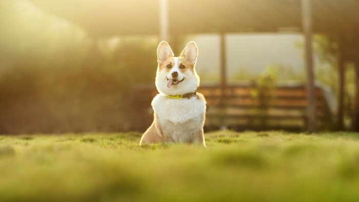 Welsh Corgi sitting in grass with bokeh background