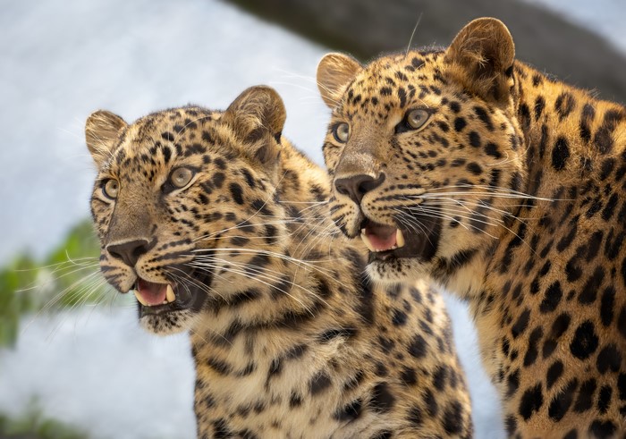 Two leopards with open mouths