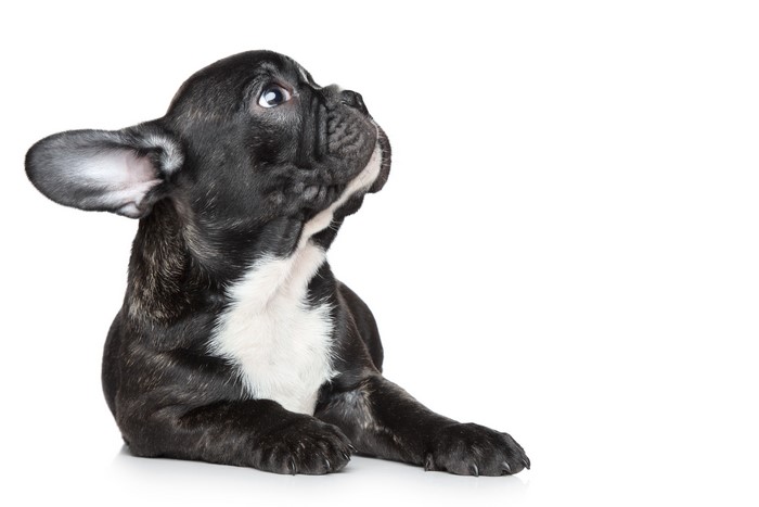 French Bulldog Puppy Looking Up