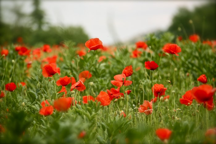 Field of Red Poppies with Bokeh