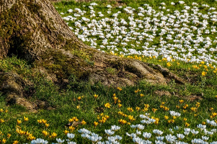 4K Spring Crocuses Blooming Vibrantly