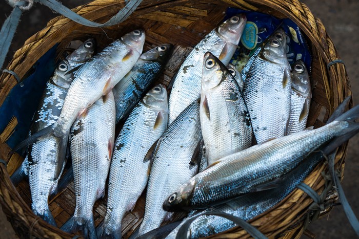 Fish in a Wicker Basket