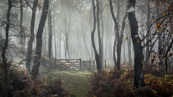 Wooden gate in a misty forest during autumn