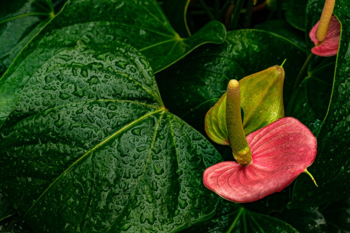 Anthurium flowers with water drops