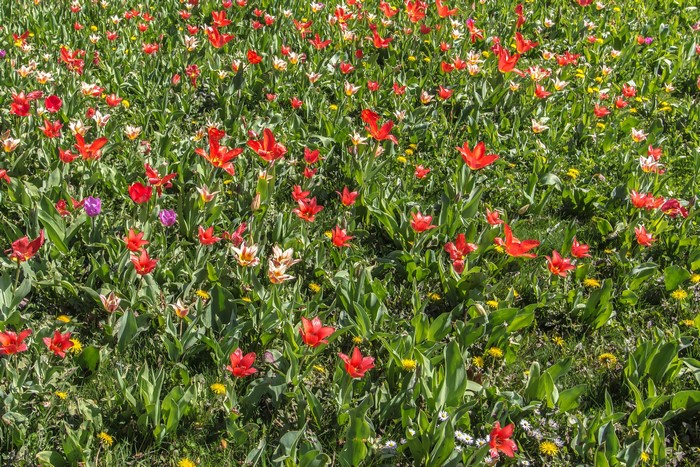Field of Red and White Tulips with Green Foliage