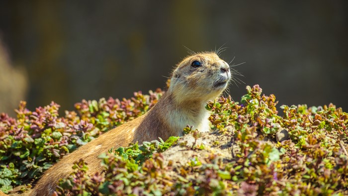 4K Gopher Peeking from Foliage