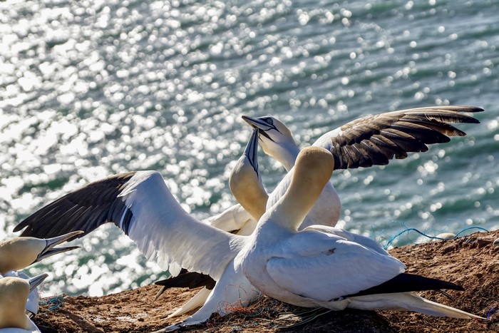 Northern Gannets interacting on a cliff