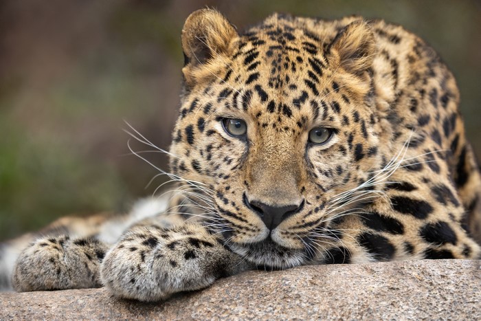Leopard with prominent whiskers looking forward