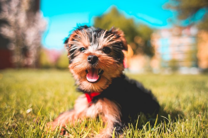 Yorkshire Terrier puppy lying on grass