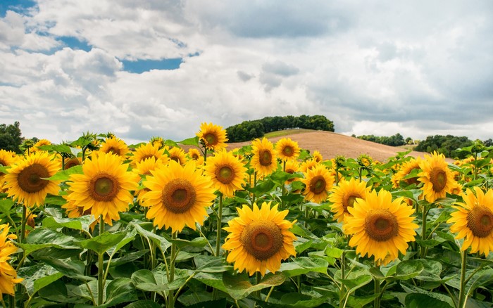 4K Sunflowers Field Under Cloudy Sky