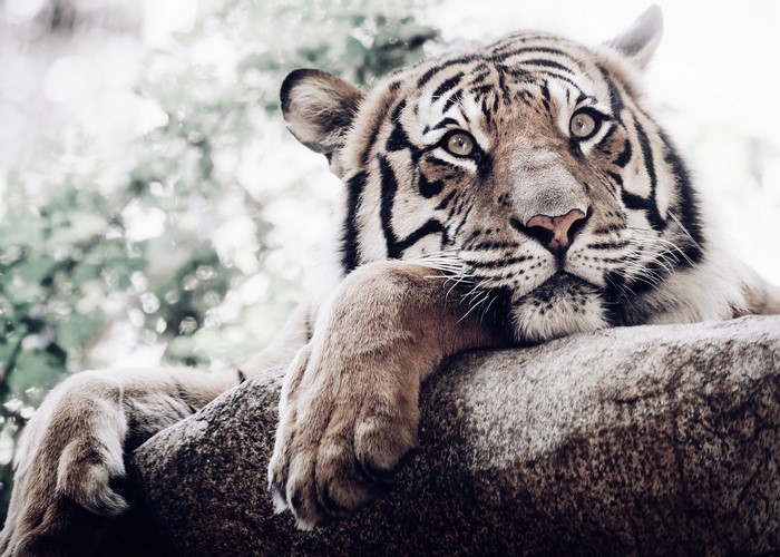 Tiger resting on a rock