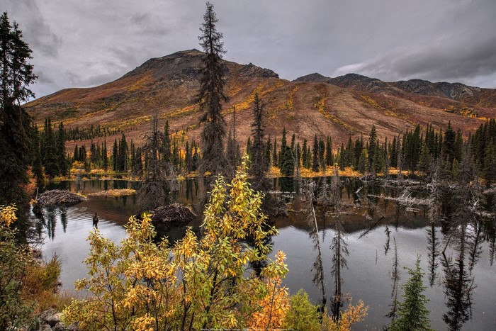 Autumn lake with beaver dams and mountains