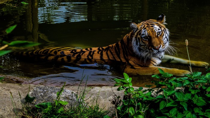 Tiger resting in water