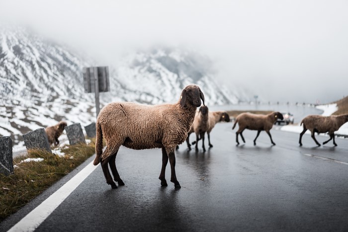 Sheep on a foggy mountain road
