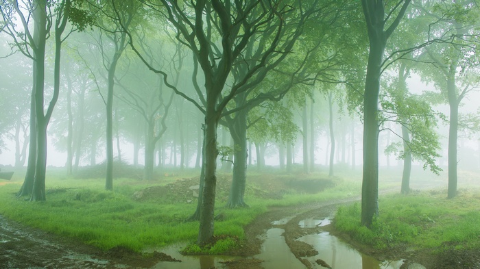 Misty forest with a muddy path and puddles
