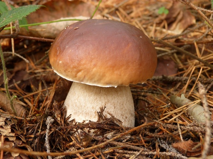Close-up of a Penny bun mushroom in nature