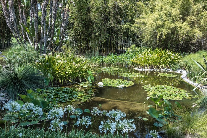 Botanical Gardens pond with water lilies and bamboo