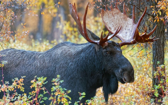 Moose with large antlers in autumn forest