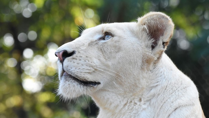 4K White Lioness Head Close-up