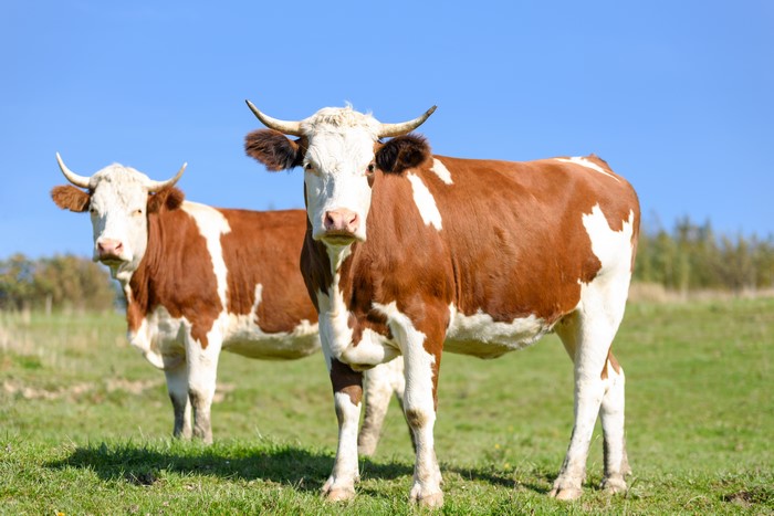 Two cows with horns in a grassy field