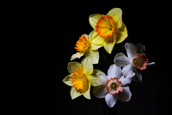 Four Daffodils on Black Background