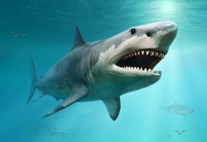 4K Underwater Sharks with Sharp Teeth