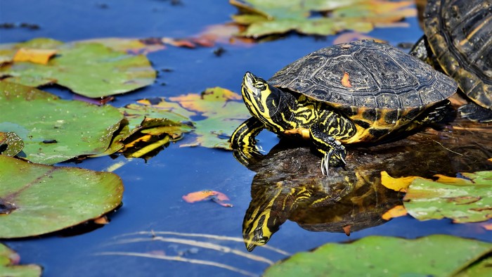 Turtles in a pond with lily pads