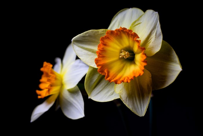 Two Daffodils with Orange Centers on Black Background