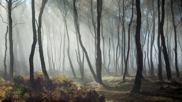 Misty forest with sunbeams and ferns
