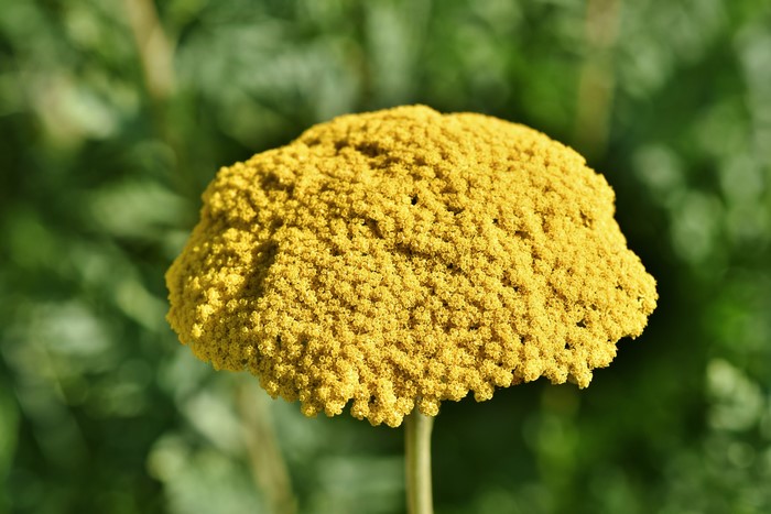Yellow Yarrow Flower Closeup