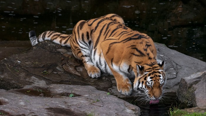 Tiger drinking water from rocks