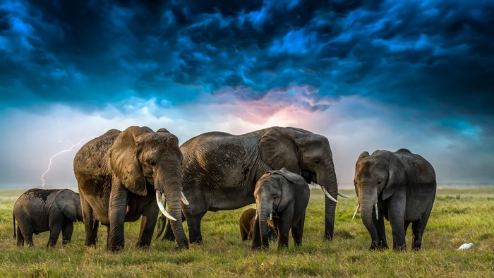 Elephants and Cubs in a Stormy Landscape