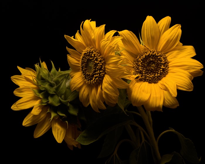 Three Sunflowers on Black Background