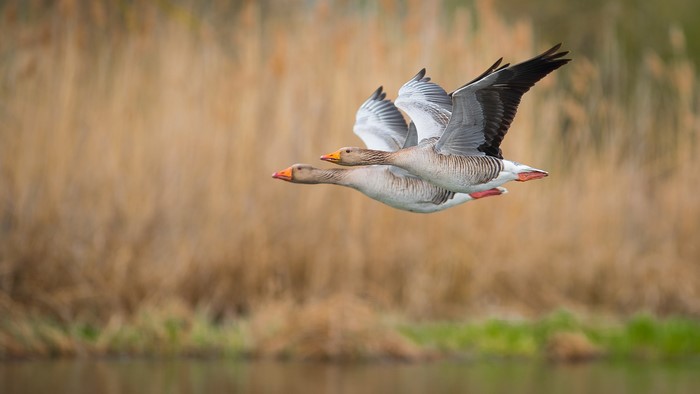 Two Geese Flying Over Water with Reeds