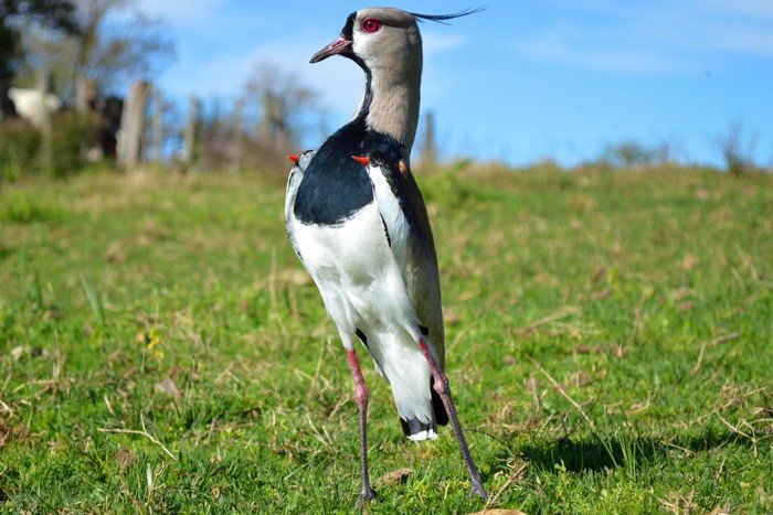 Northern Lapwing Bird in Grass