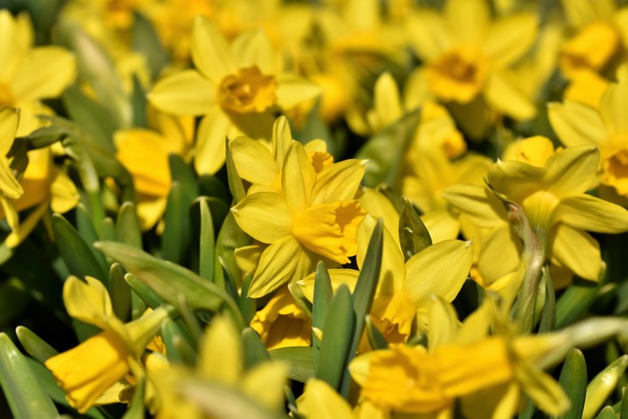 Many Yellow Daffodils
