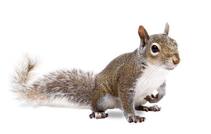 Squirrel on a white background