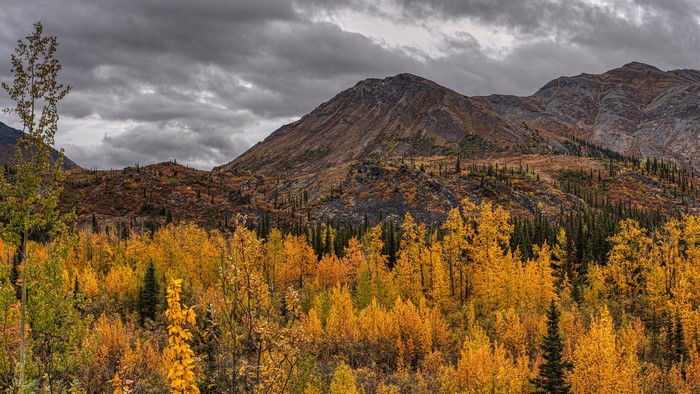 Autumn Mountains and Trees in Canada