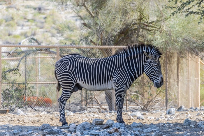 4K Zebra Standing in Enclosure