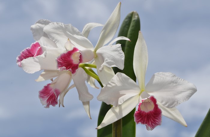 White Orchid with Pink Center
