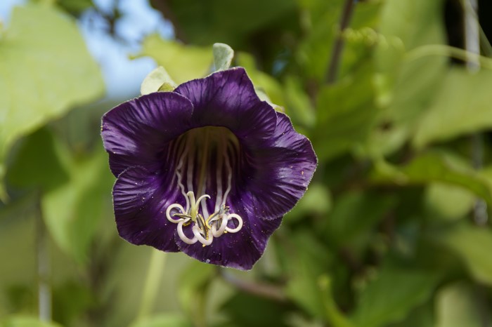 Cobaea flower with purple petals and white stamens