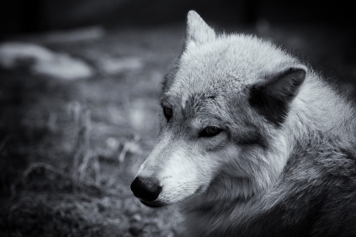 Close-up of a wolf's head in black and white
