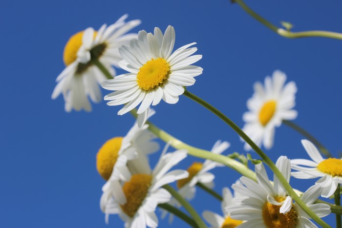 White Camomiles Against Blue Sky