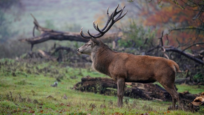 Deer with large antlers in a forest