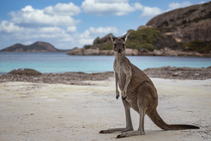 Kangaroo on a beach in Cape Le Grand National Park, Western Australia