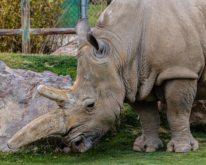 4K Rhino Closeup