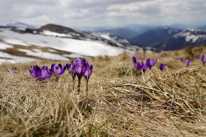 Purple Crocuses Bloom on a Snowy Mountain Slope
